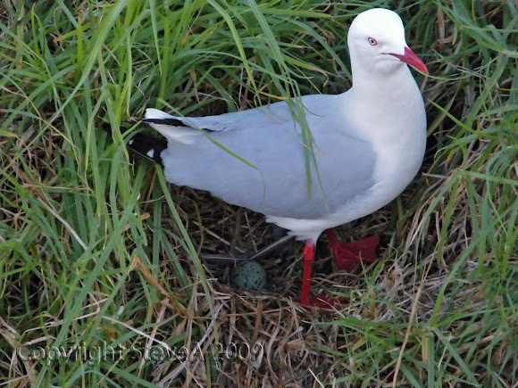 Spotting Image 1
