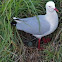 Silver Gull