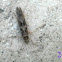 Twirler Moth