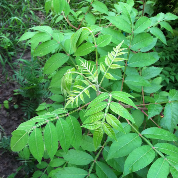 Spotting Image 1