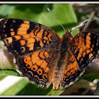 Pearl Crescent Butterfly