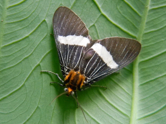 Spotting Image 1