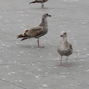 Western Gull