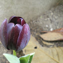 Tulip