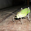 Katidid or Bush Cricket
