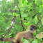 Black-handed spider monkey
