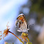 Western Pygmy-Blue