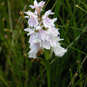 Orchid