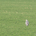 Hen Harrier