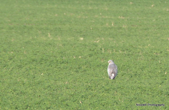 Spotting Image 1