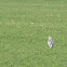 Hen Harrier