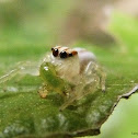 Jumping spider