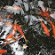 Koi Fish
