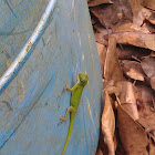 Green anole