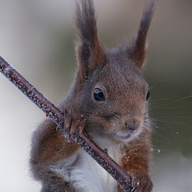 by Allan Wallberg - Animals Other