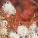 Old Man's Beard