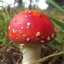 Fly agaric