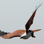 Brahminy Kite