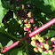Polk salad
