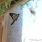 Skipper Butterfly