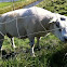 Sheep - ram (male)