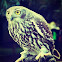 Barking Owl