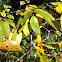 American Persimmon