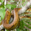 Tree boa