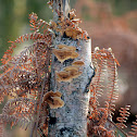 Many coloured polypore