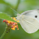 Cabbage White