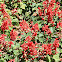 Red salvia