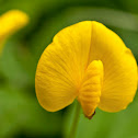 Arachis duranensis
