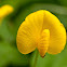 Arachis duranensis