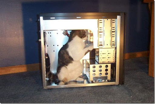 gato_informatico