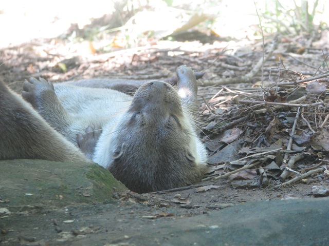 [2008.08.04_parquebiologicodegaia_0002[3].jpg]