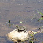 Red-eared Slider Turtle