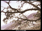Branches