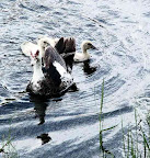 Mother Duck