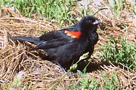 Spotting Image 1