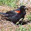 Black Bird