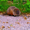 Woodchuck
