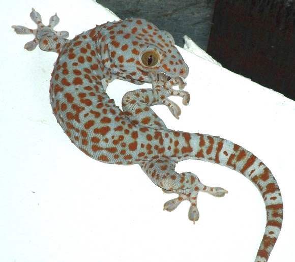 Spotting Image 1