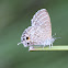 Wattle Blue