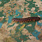 Flat-Backed Millipede