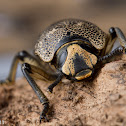 Ironclad beetle
