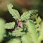 Bombylid fly - Bee fly