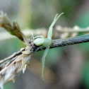 Green Crab Spider