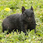 Eastern Grey Squirrel 