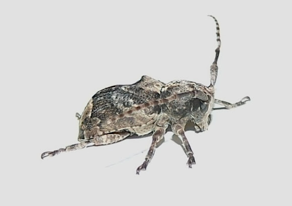 Spotting Image 1