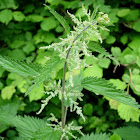 Ortiga. Nettle